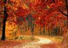 autumn colors fall season