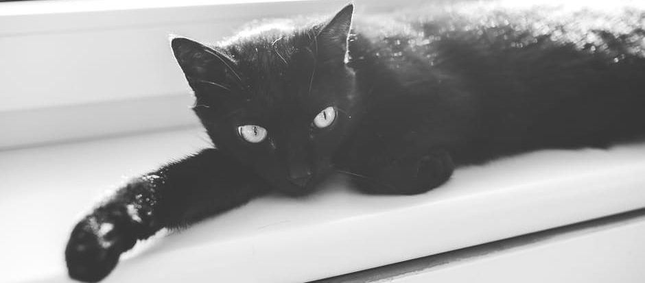 black cat - animals / fauna category