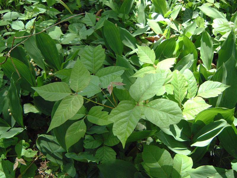 Image Of Poison Ivy - Poison Ivy Stock Images & Photos - WEBivm
