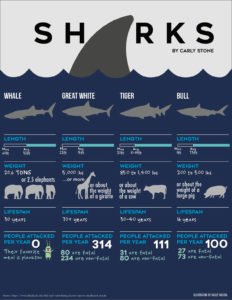 Shark Facts Infographic Comparing other Animals and Treat to Humans