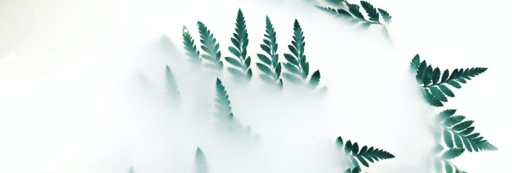 Green leaves from a mist - plain white backgrounds