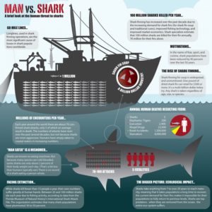 Shark Background - Man versus Shark Facts Infographic